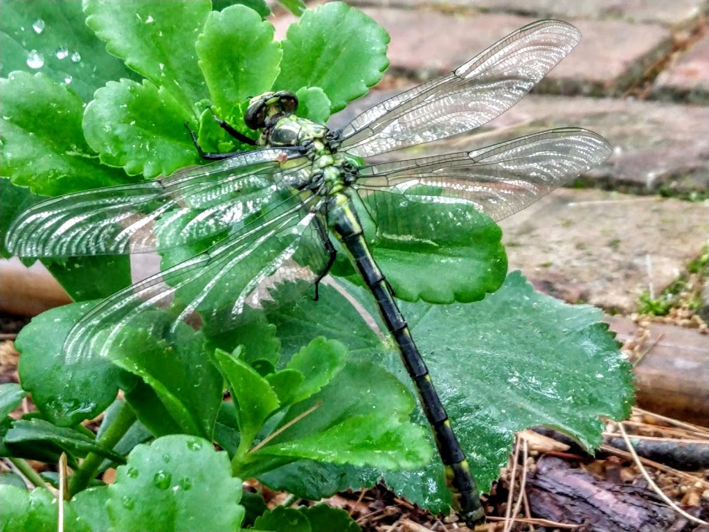 Dragonfly <3.jpg