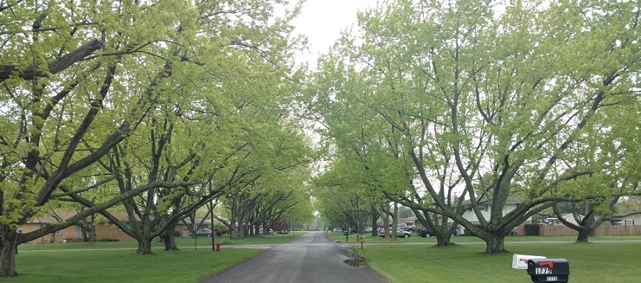 street in spring.jpg