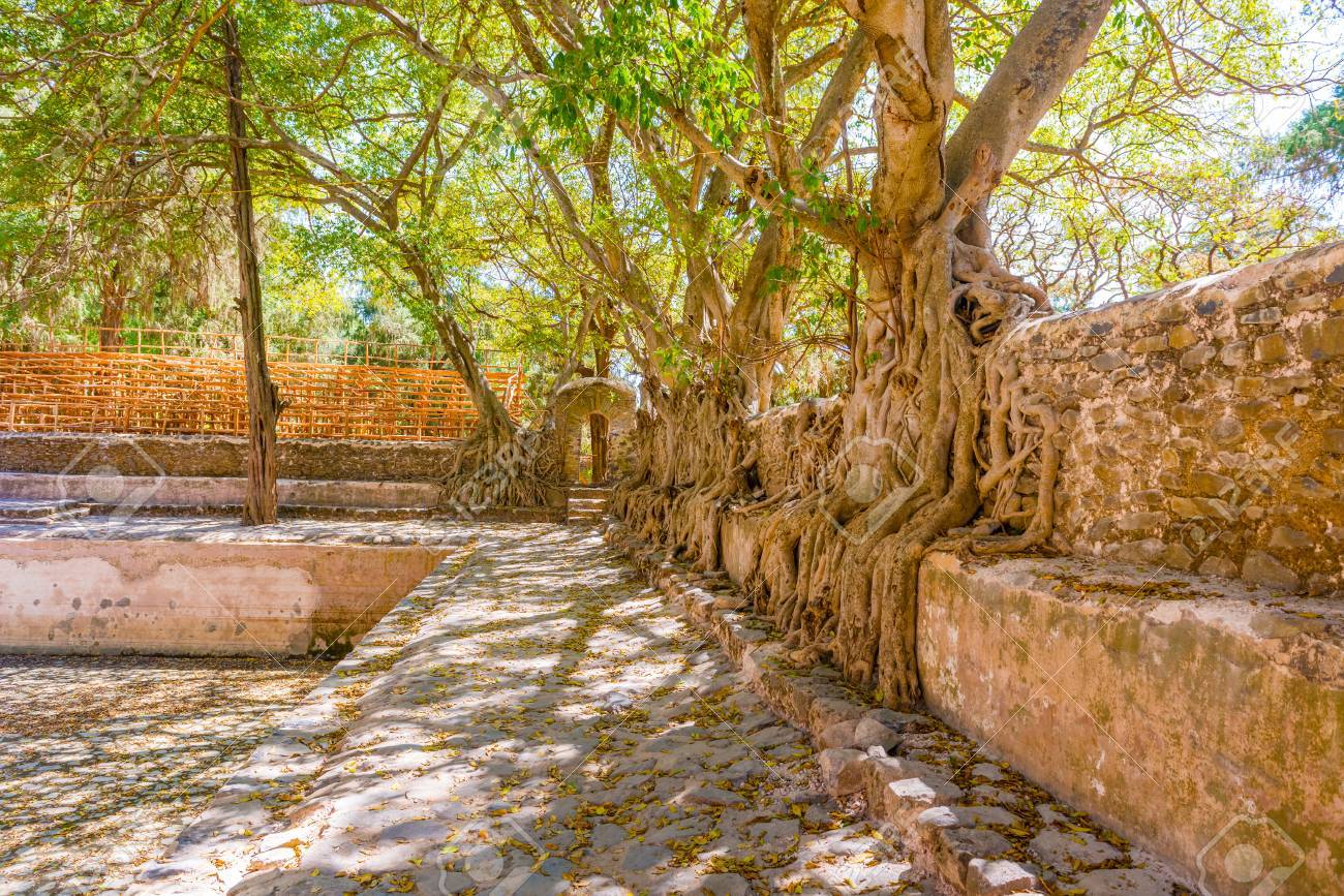 43983634-roots-of-old-trees-in-fasilides-bath-in-gondar-ethiopia.jpg