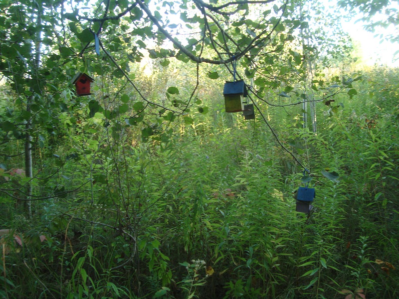 Birdhouses.jpg