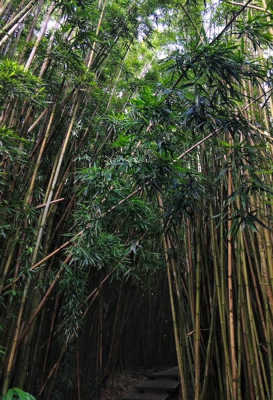 bamboo2.jpg