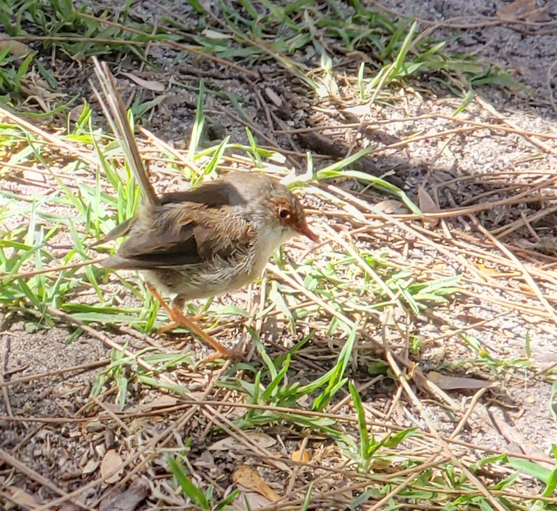 fairy wren.jpg