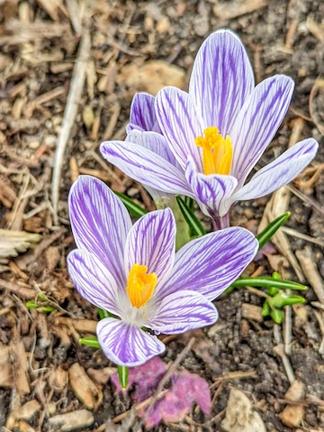 crocus.jpg