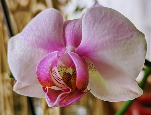 orchid.jpg