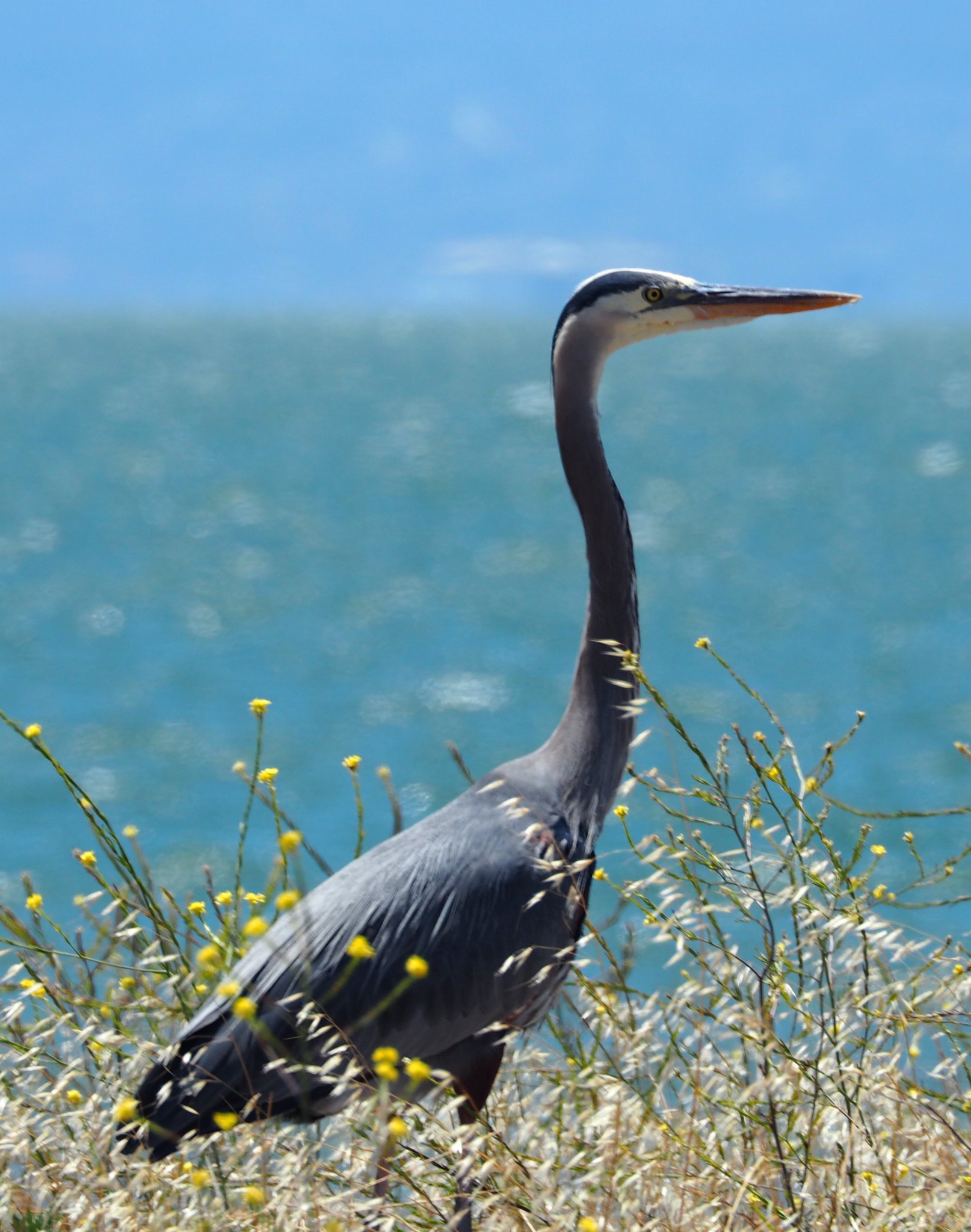 great blue heron.jpg