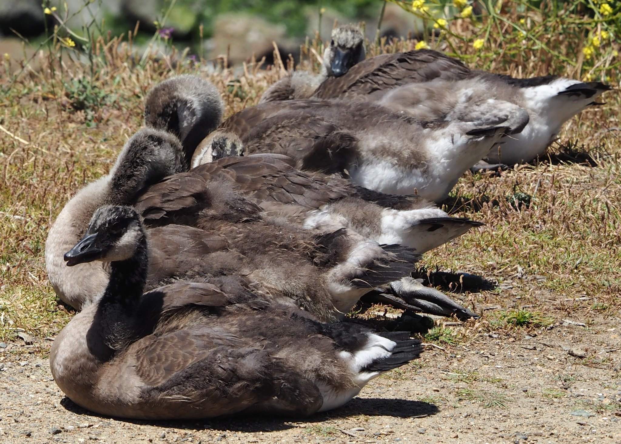 canada geese.jpg