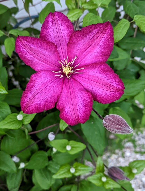 clematis.jpg