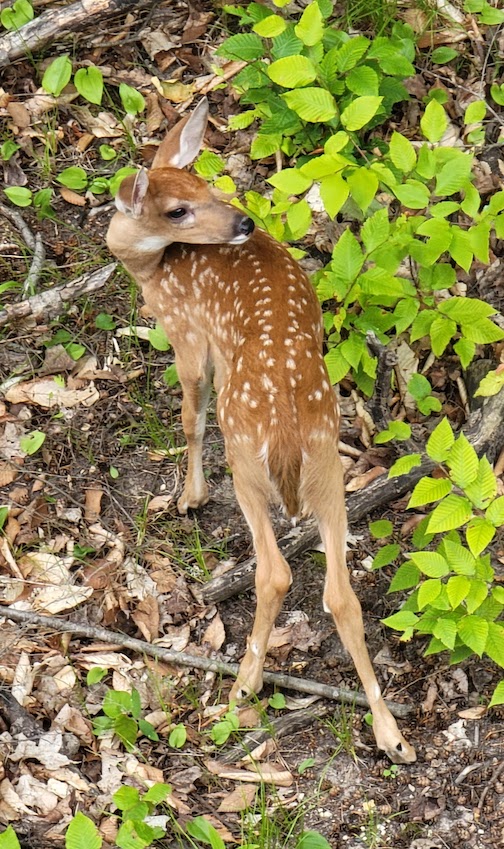 fawn.jpg