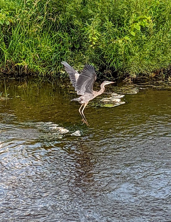 heron.jpg