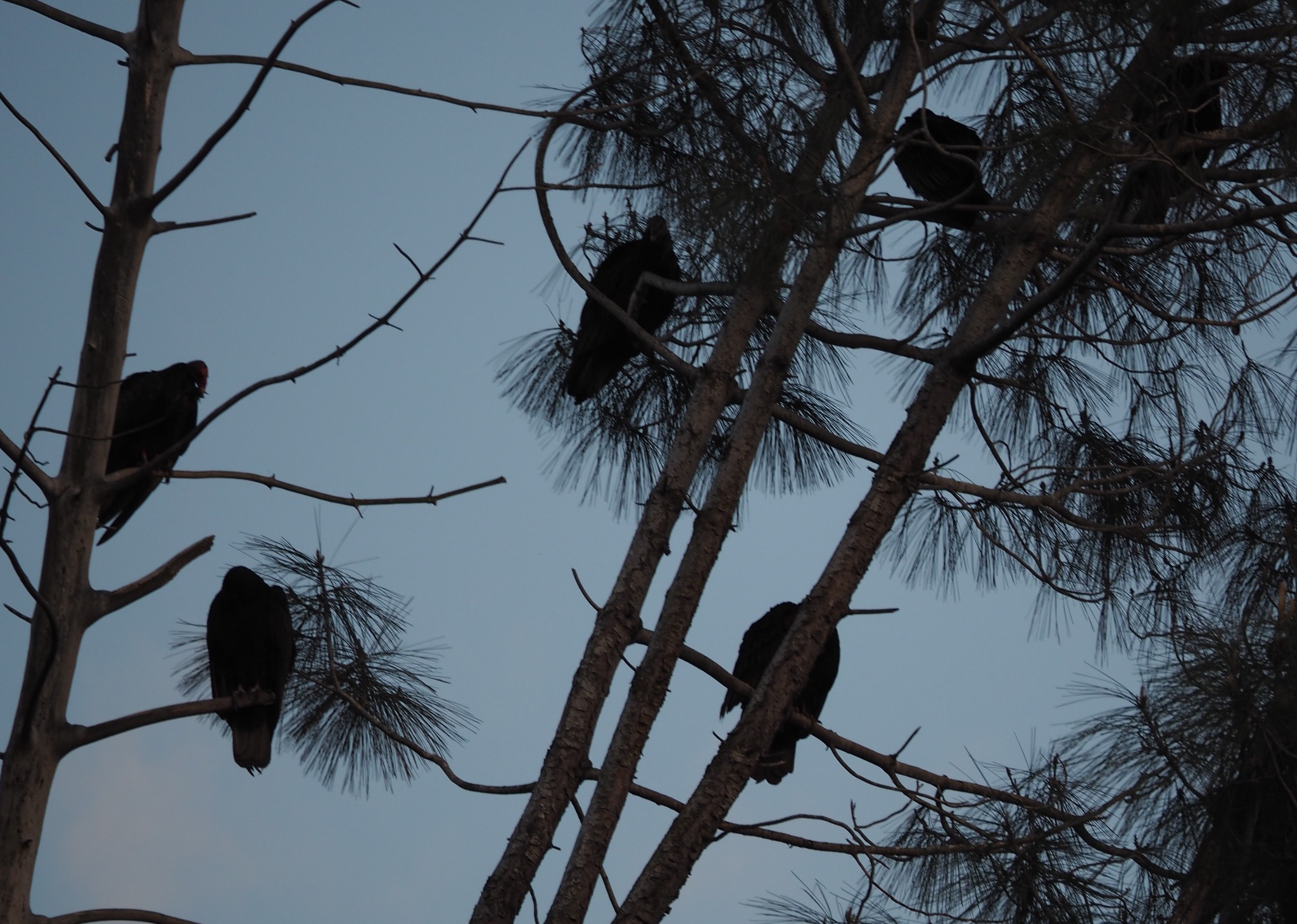 turkey vultures.jpg