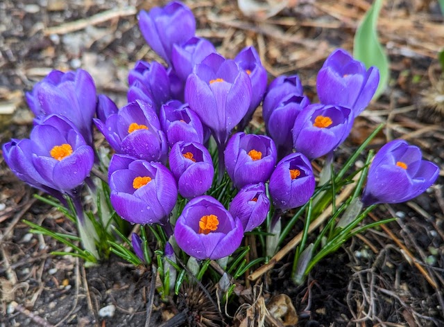 crocus3.jpg